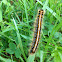 Eastern Tent Caterpillar