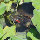 Red Eared Turtle