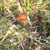 Small heath