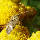 European Tarnished Plant Bug