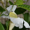 Pieris