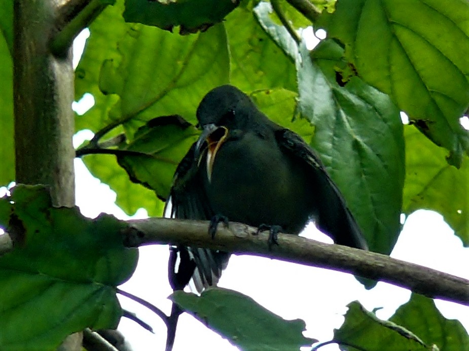 Seychelles Sunbird