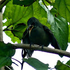 Seychelles Sunbird