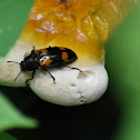 Pleasing Fungus Beetle