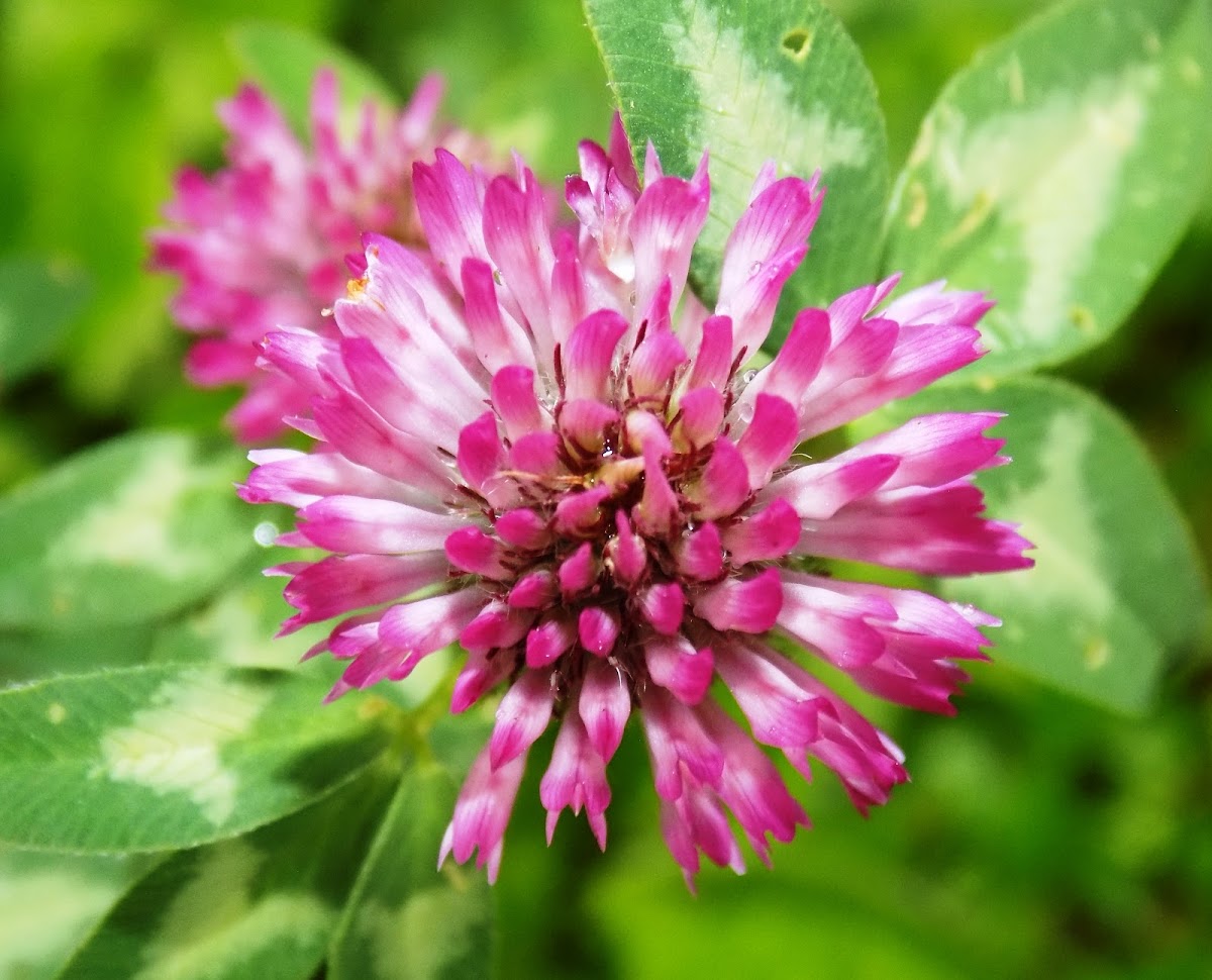 The red clover