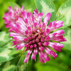 The red clover