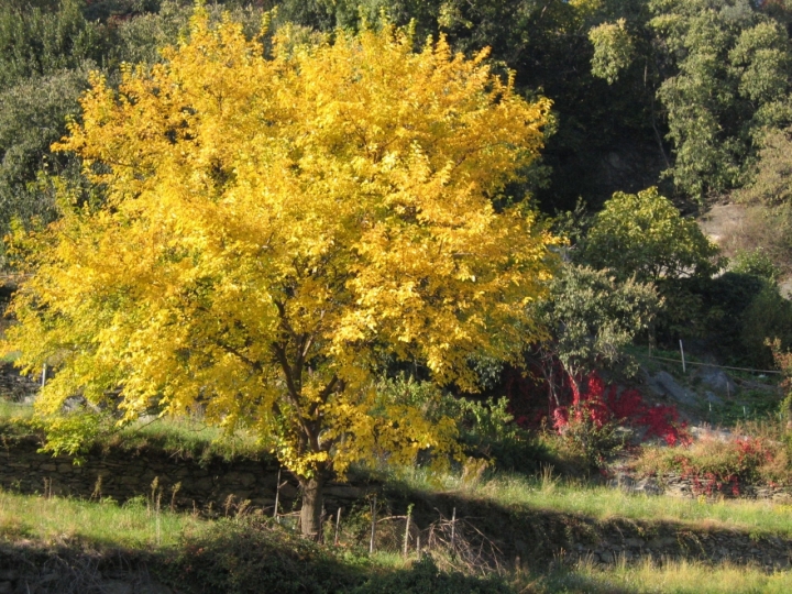 Autunno dorato di serrot68