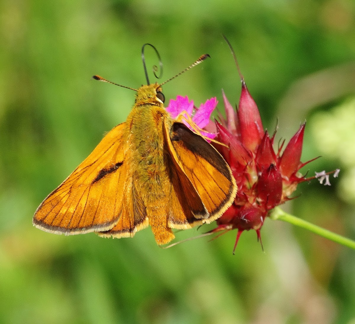 Large Skipper