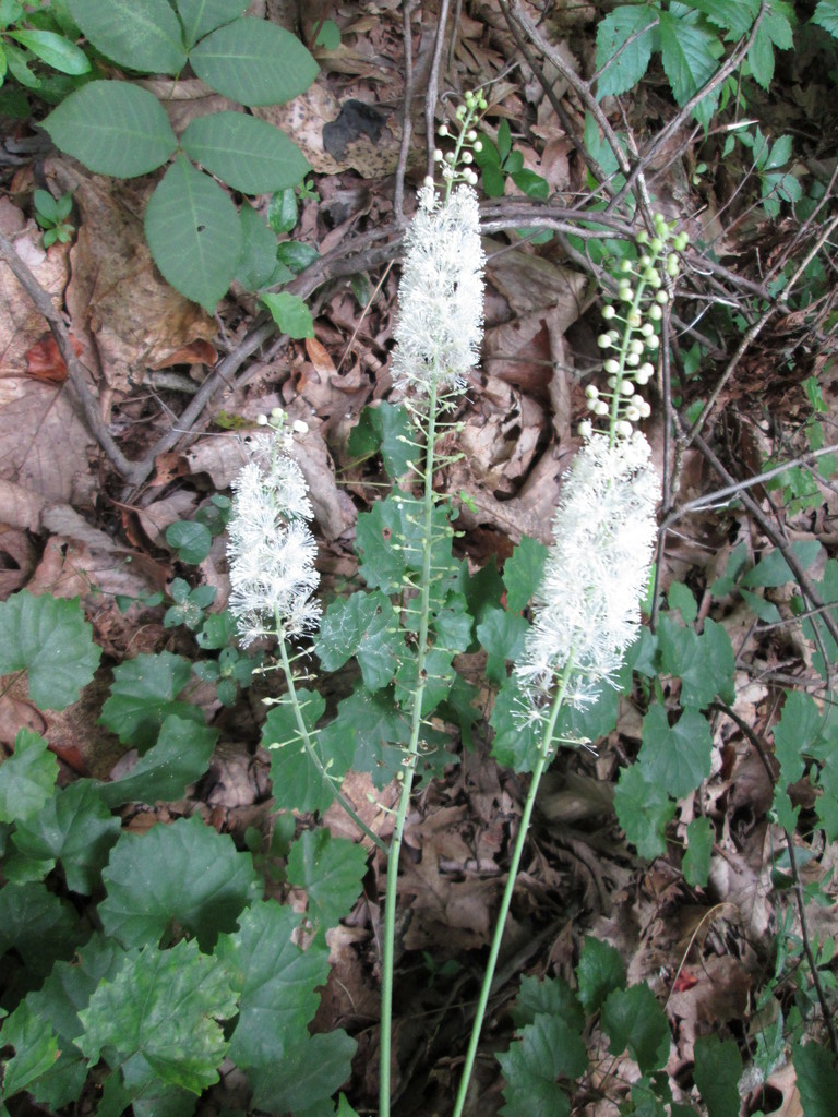 Black Cohosh