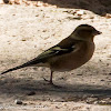 Chaffinch; Pinzón Común