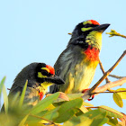 Coppersmith barbet