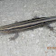 Five-lined Skink