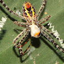 Signature Spider with Prey