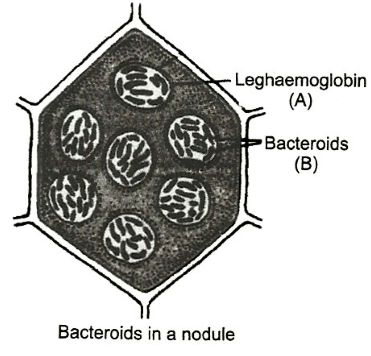 Solution Image