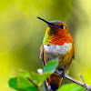 Rufous Hummingbird