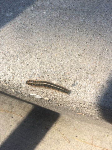 Eastern Tent Caterpillar