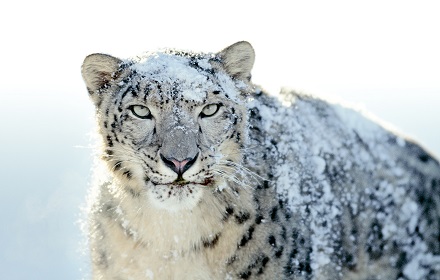 Snow Leopard small promo image