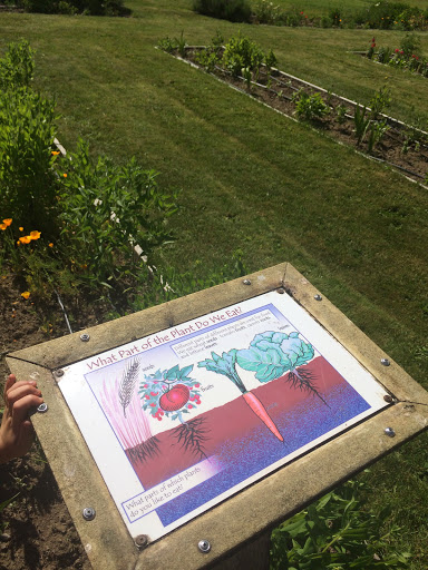 Vegetable Garden Display 