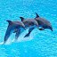 Dolphins Wallpaper HD NewTab Themes