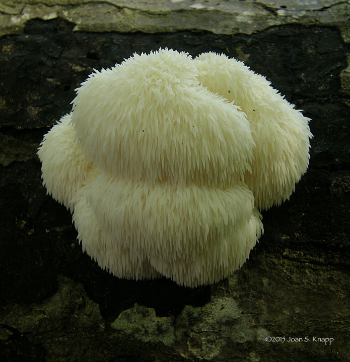 Lion's Mane, Satyr's Beard, Bearded Hedgehog Mushroom, Pom Pom Mushroom, Bearded Tooth Fungus