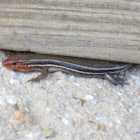 Southeastern Five-lined Skink