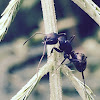 Carpenter Ant