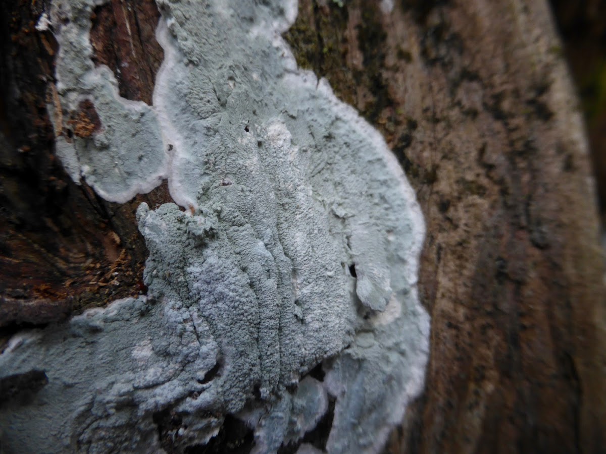 Crustose Lichen