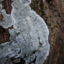 Crustose Lichen