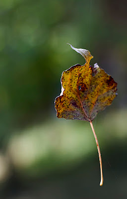 Hanging by a Thread di lo_Straniero