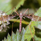 Limoniid Crane Fly