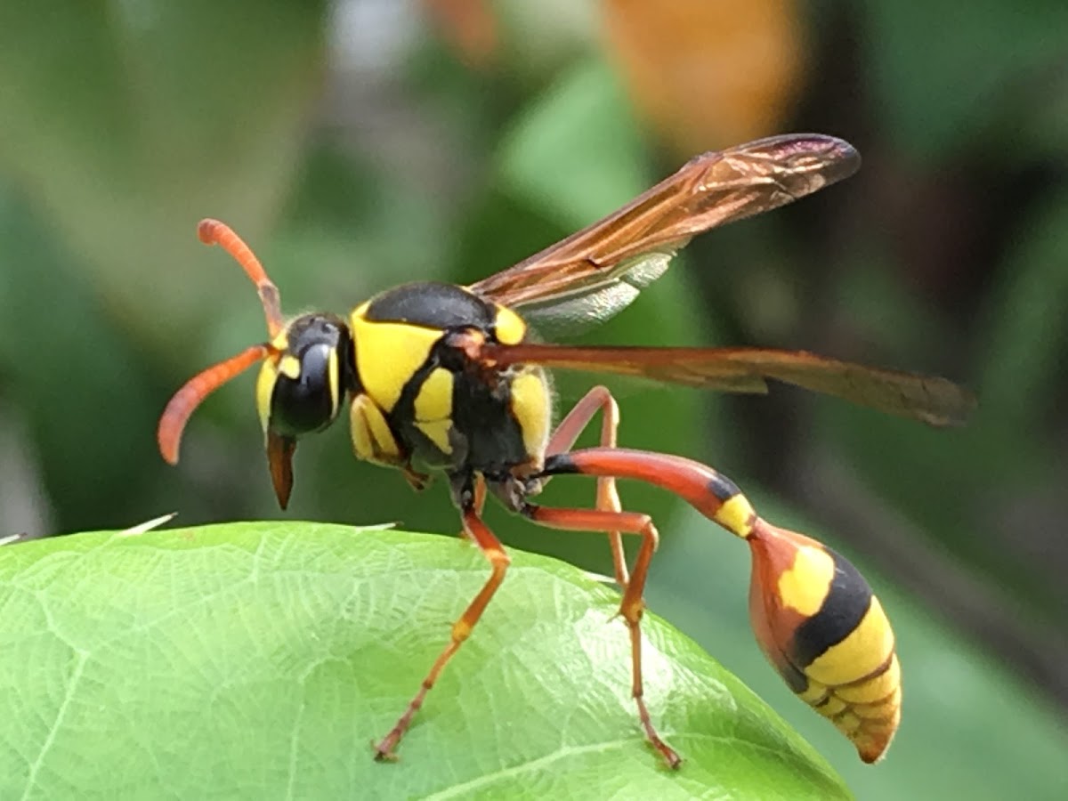 wasp