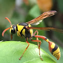 wasp