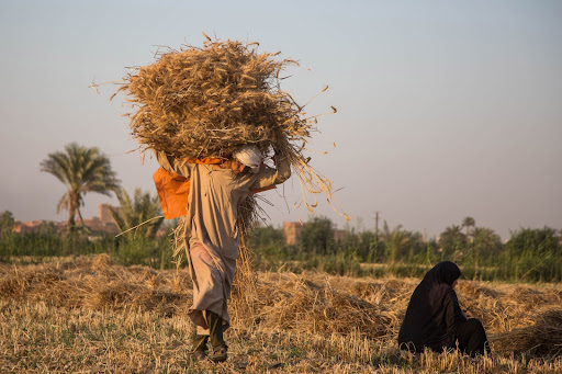 Cost is just one part of the equation: war, civil unrest and climate disasters all drive starvation and hinder recovery.