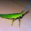 Grasshopper