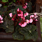 Begonia