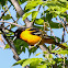 Baltimore Oriole