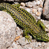 Carpetane Rock Lizard; Lagartija Carpetana