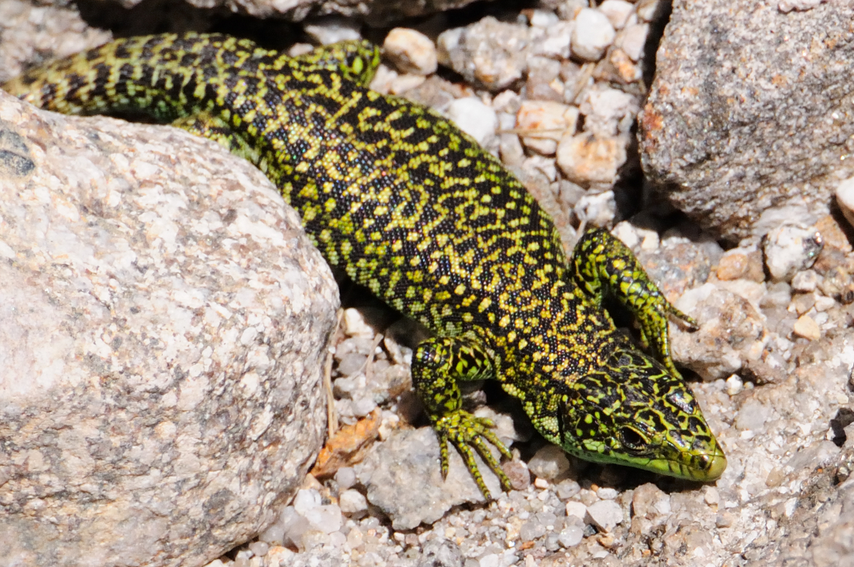 Carpetane Rock Lizard; Lagartija Carpetana