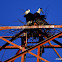 woolly-necked stork, bishop stork or white-necked stork