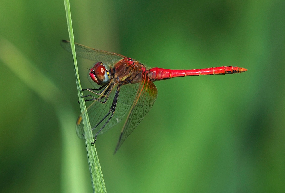 Libélula (Red-veined darter)