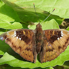 Baron, (Himalayan) ,male