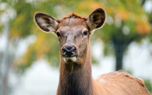 Brown deer