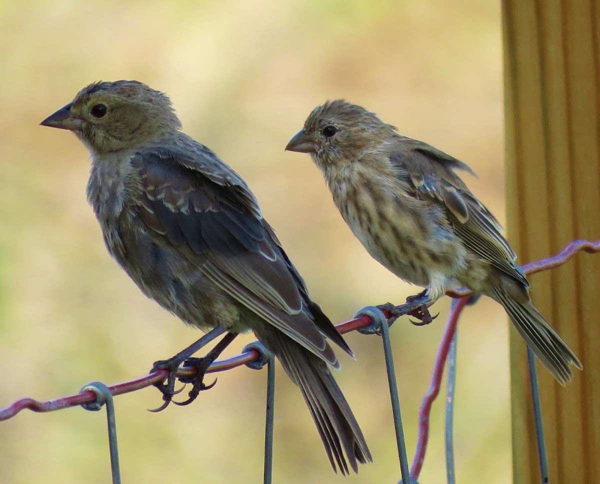 Brown-headed cowbird (immature)