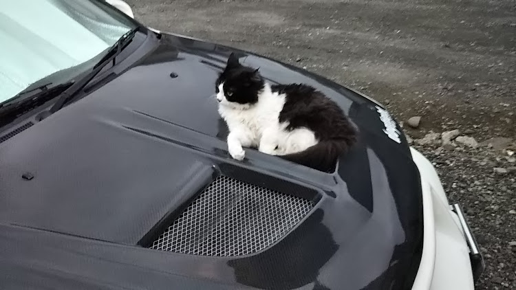 ランサーエボリューションのランエボ・VARIS・cp9a・ねこ・naritadogfightに関するカスタム事例の投稿画像4枚目