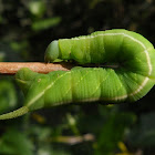 Riscus Hawkmoth Caterpillar