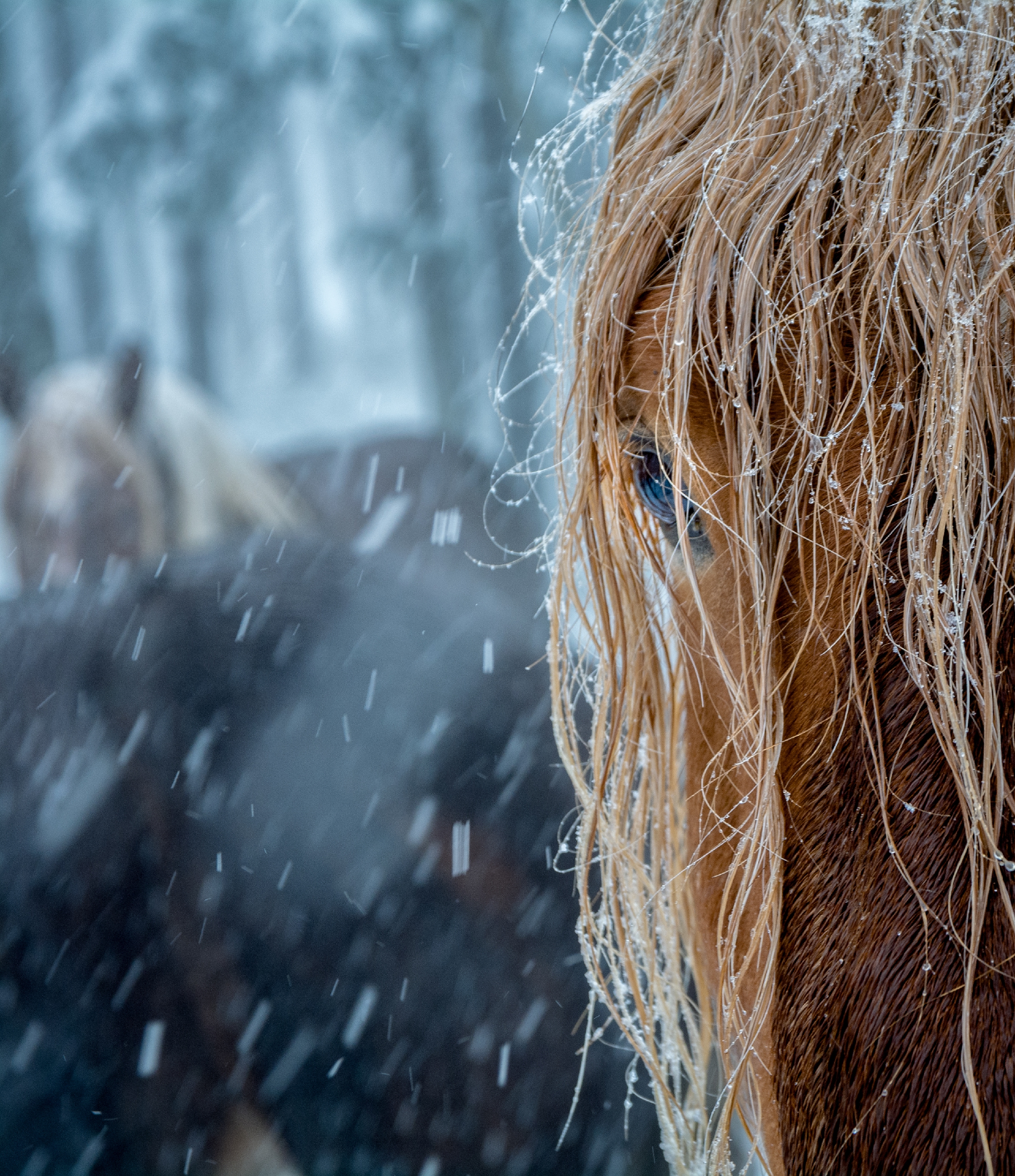 The frozen horse di Migno