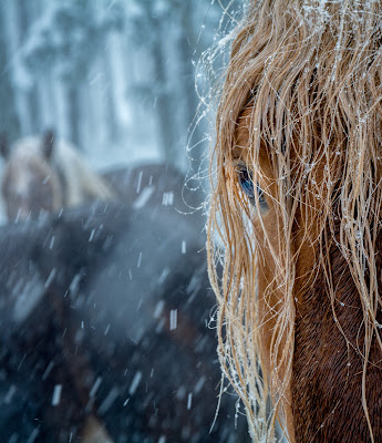 The frozen horse di Migno