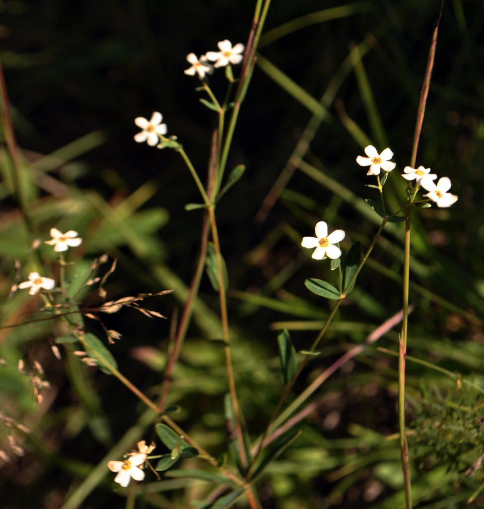 Flowering Spurge