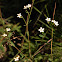 Flowering Spurge