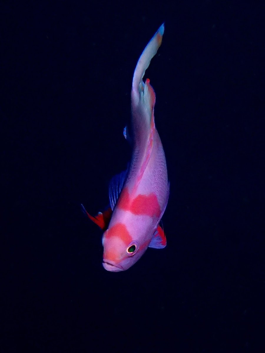 Squarespot Anthias